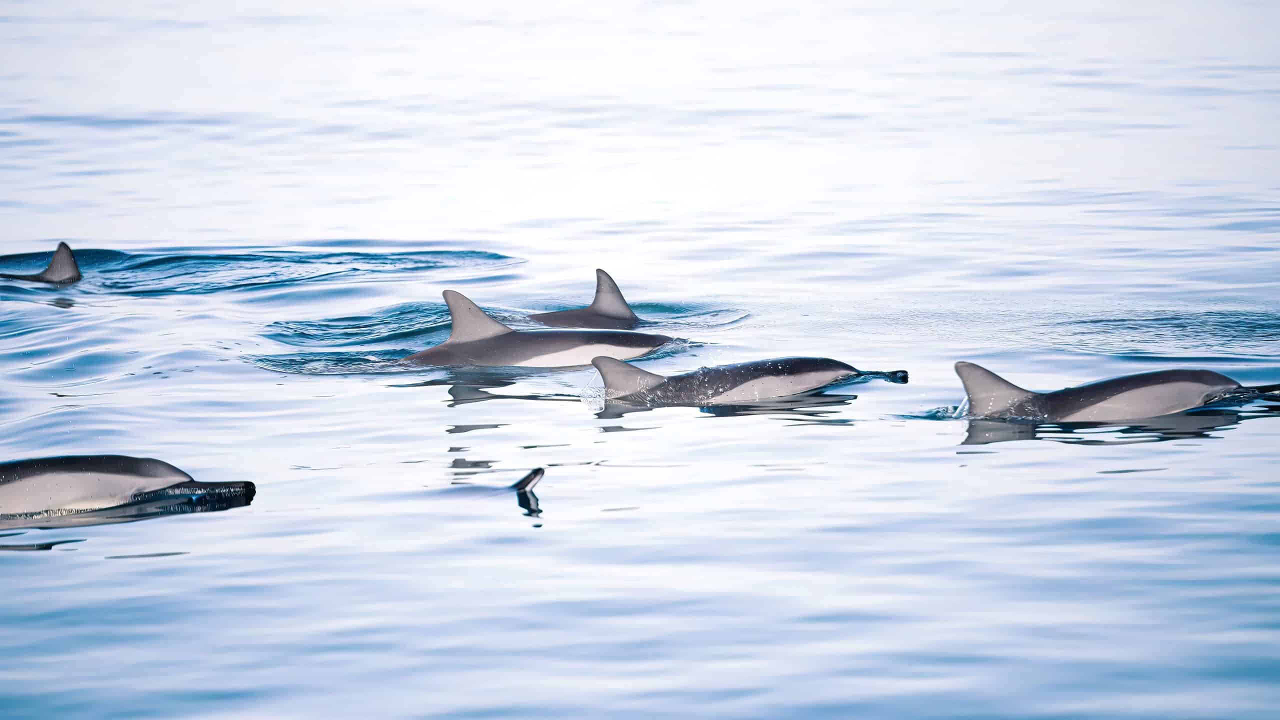 Vitamin Sea Mauritius Dolphin Watching