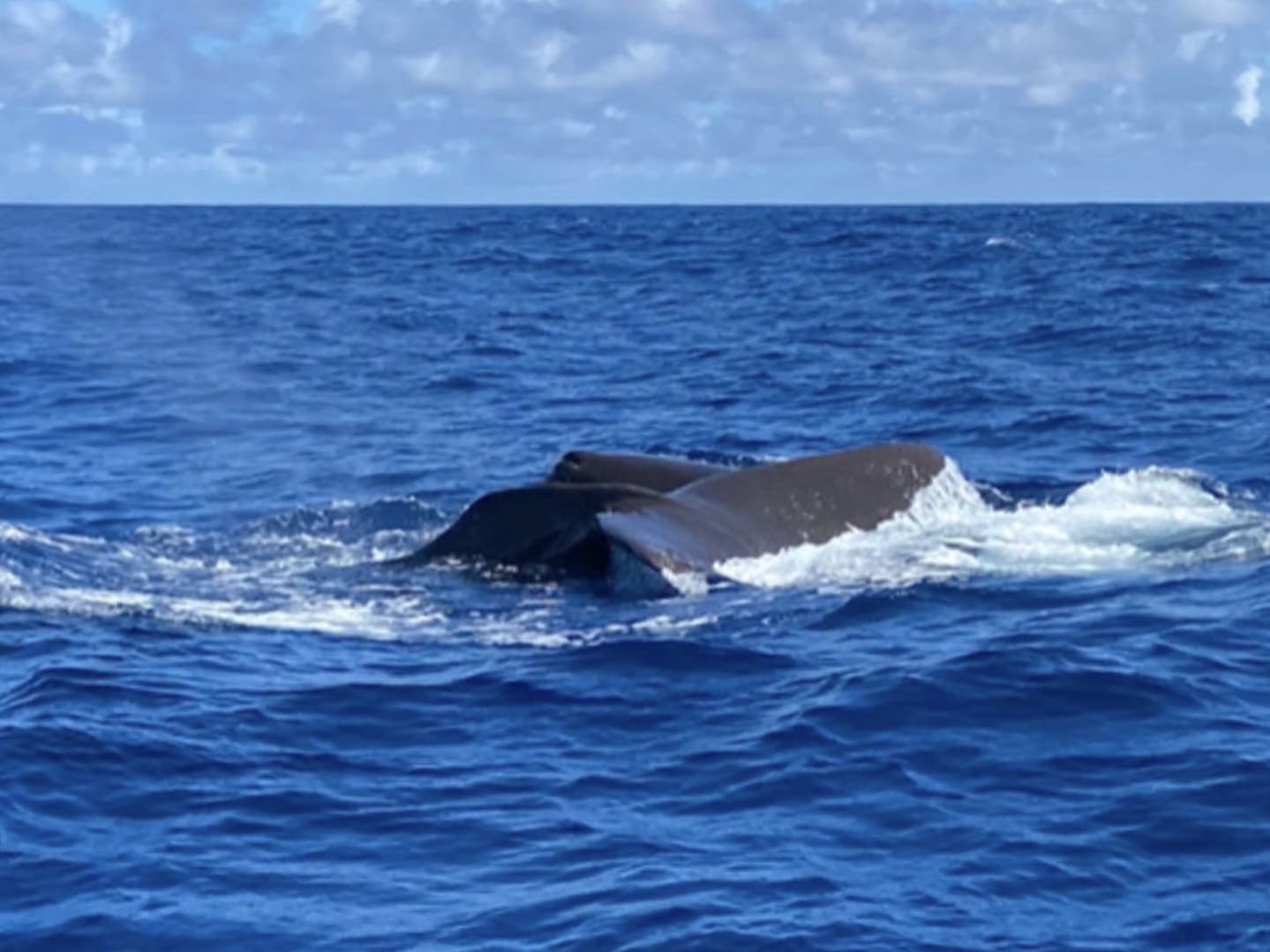 Spermwhale