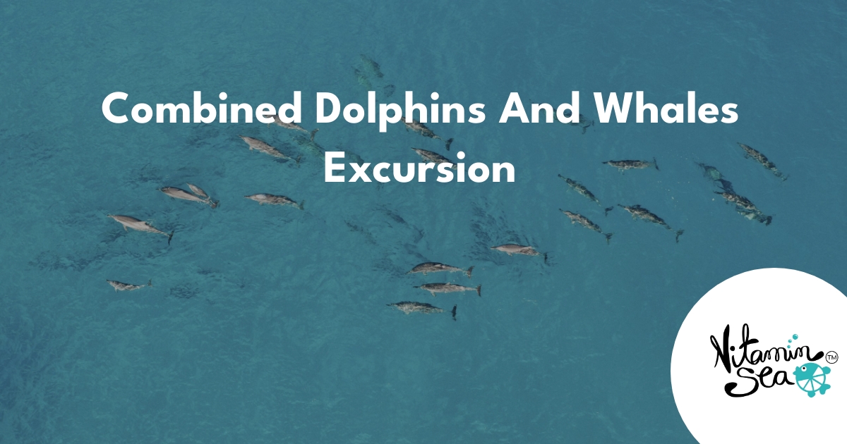 Combined Dolphins And Whales Excursion - Vitamin Sea Mauritius